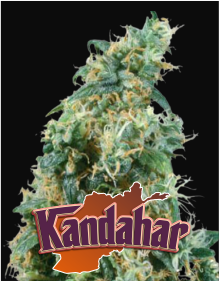 kandahar
